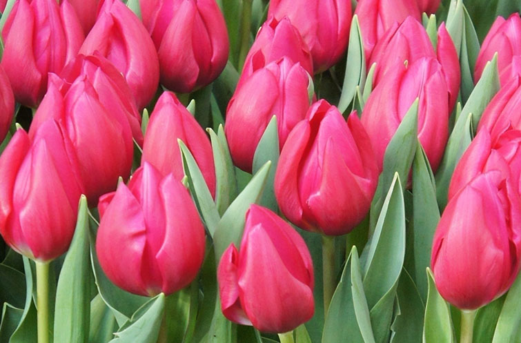 Pink Ardour - Tulp